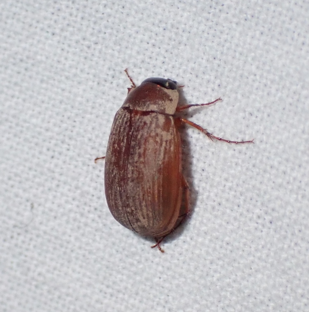 Scarab beetle