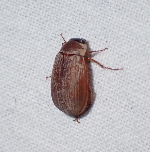 Scarab beetle
