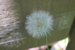Chaptalia albicans, photograph Douglas Caro Lopez, CC BY, iNaturalist via GBIF