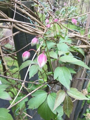 Clematis montana