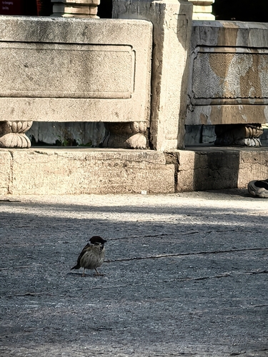 Eurasian Tree Sparrow
