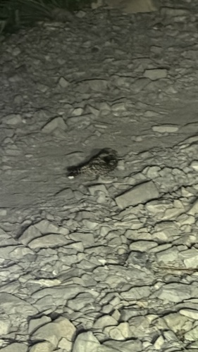 Common Poorwill observed by lizmoon2025