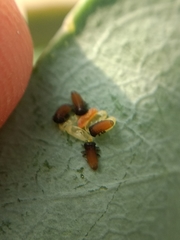 Paropsisterna m-fuscum