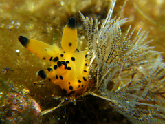 Thecacera