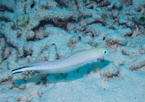 Malacanthus brevirostris observed 2026-06-30