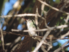 Elliotomyia chionogaster