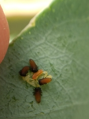 Paropsisterna m-fuscum