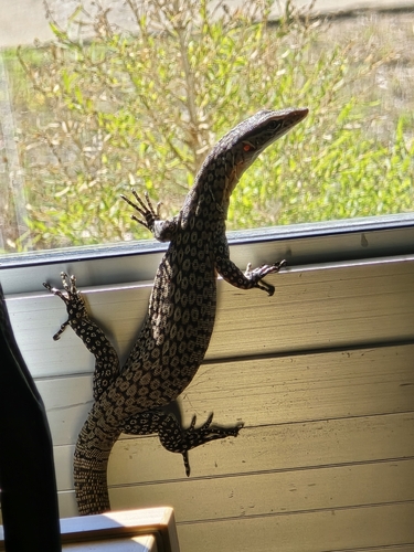 Freckled Monitor