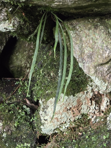 Haplopteris flexuosa observed 2026-07-14