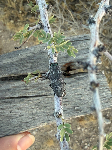 Merkel Buprestid