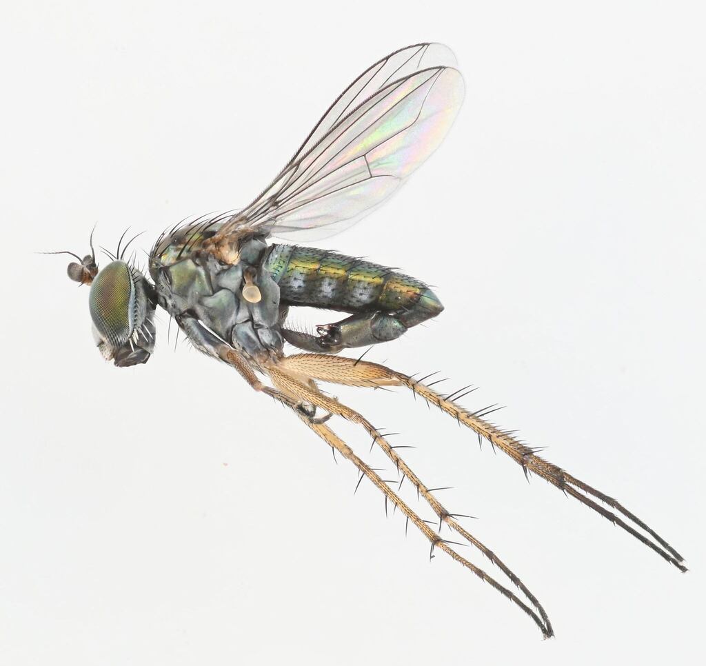 Pelastoneurus occidentalis