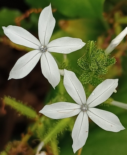Plumbago zeylanica observed 2026-07-14