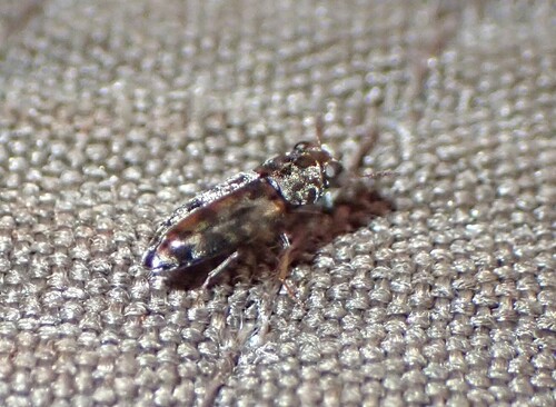 Elacatis delusa