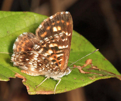 Aricoris epulus