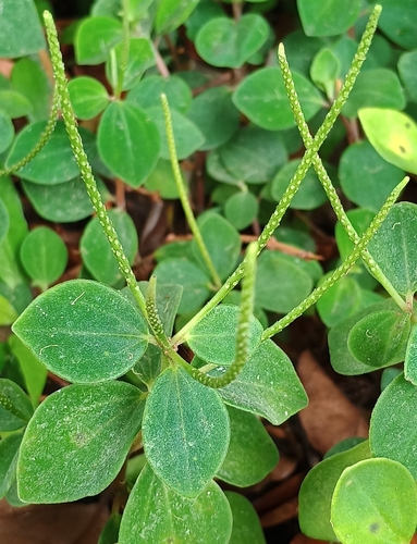 Peperomia leptostachya observed 2026-07-14