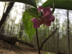 Trillium catesbaei
