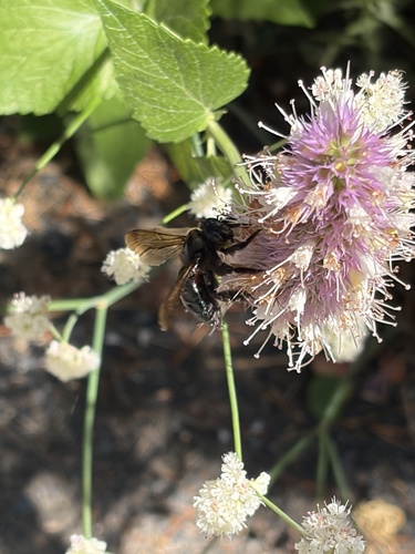 iNaturalist observation photo of Western Carpenter Bee