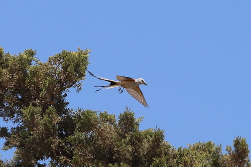 Scissor-tailed Flycatcher