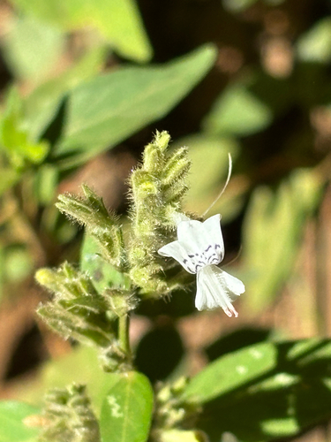 Hypoestes forskaolii, photograph 2