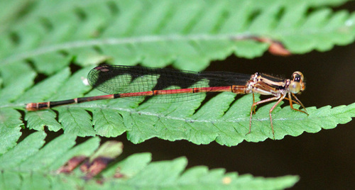 Kauai Bog Damselfly photographed in Hawaii
