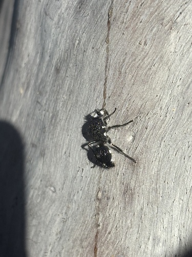 Bothriomutilla rugicollis