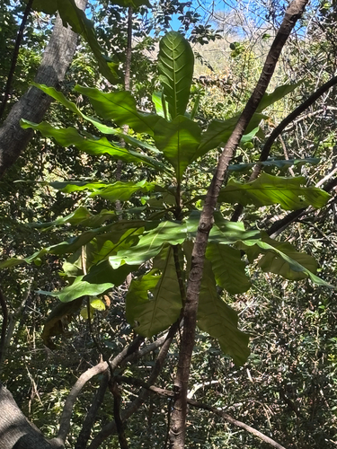 Anthocleista grandiflora, photograph 2