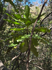 Anthocleista grandiflora, photograph (c) avephill, some rights reserved (CC BY)