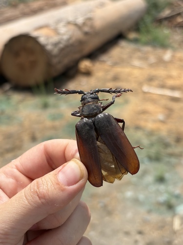 iNaturalist observation photo of California Root Borer