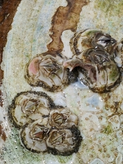 Balanus crenatus