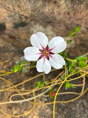 Adenandra uniflora, photograph (c) avephill, some rights reserved (CC BY)