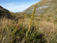 Aciphylla ferox