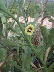 Physalis cinerascens spathulifolia