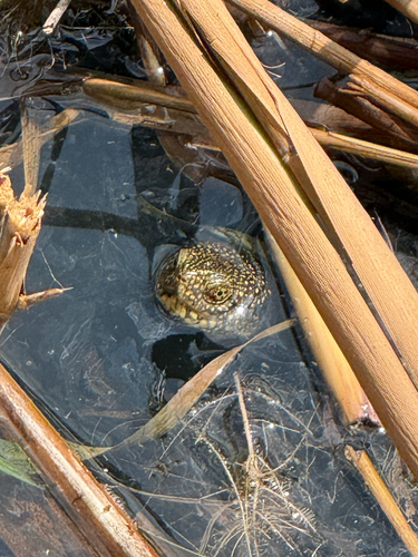 European Pond Turtle