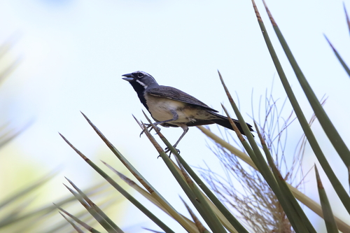 Black-throated Sparrow