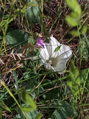 Calystegia subacaulis