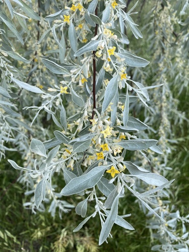 Elaeagnus angustifolia