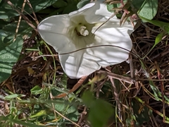 Calystegia subacaulis
