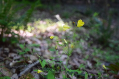 Oxalis colorea