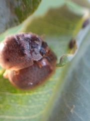 Paropsisterna m-fuscum