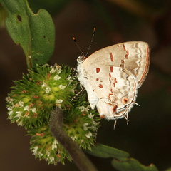 Ministrymon megacles