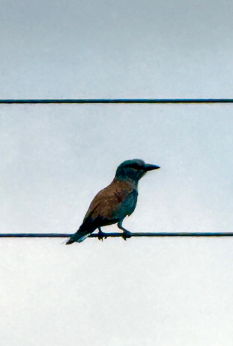European Roller