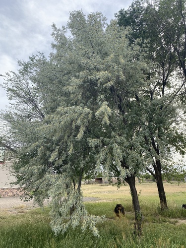 Elaeagnus angustifolia