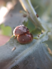 Paropsisterna m-fuscum