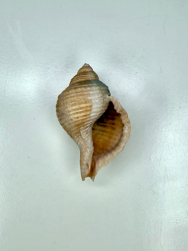 Linatella caudata observed 2026-07-15