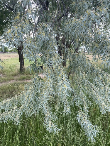 Elaeagnus angustifolia