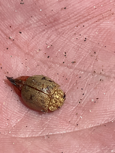 iNaturalist observation photo of Dotted Paropsine Leaf Beetle