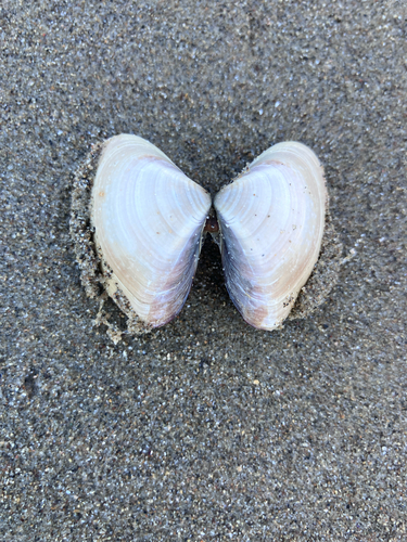 iNaturalist observation photo of Pismo Clam