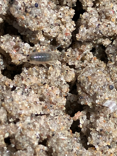 iNaturalist observation photo of Megalorchestia corniculata