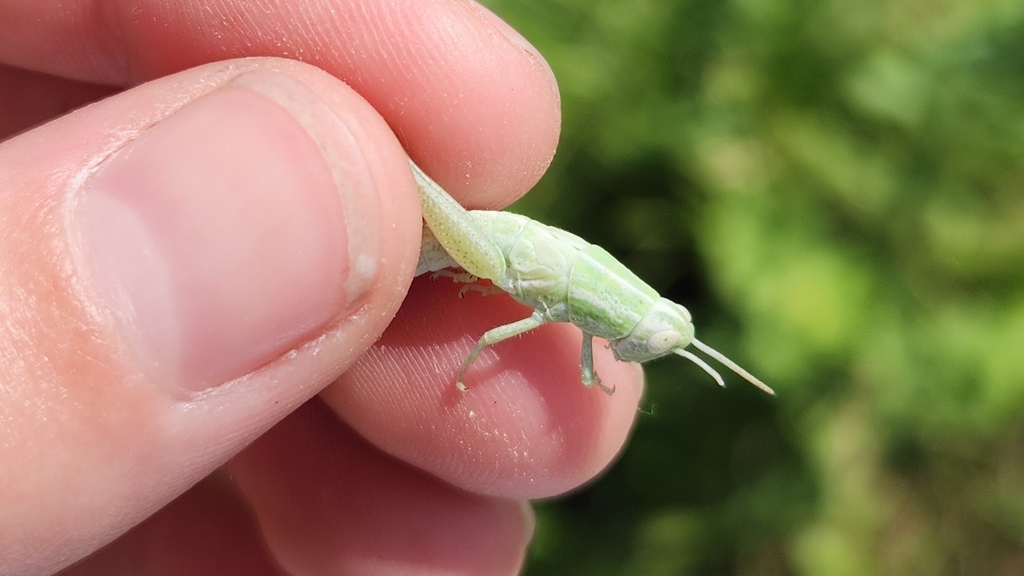 Cudweed Grasshopper