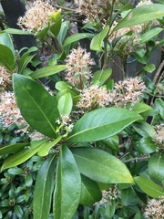 Sarcococca hookeriana